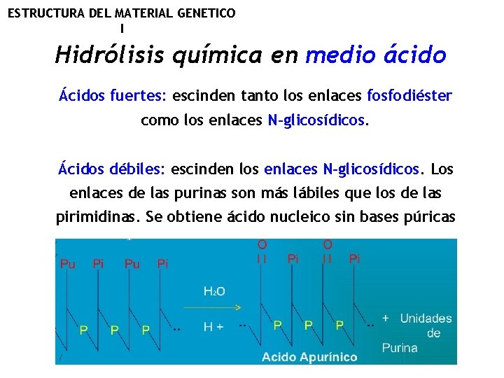 ESTRUCTURA DEL MATERIAL GENETICO I Hidrólisis química en medio ácido Ácidos fuertes: escinden tanto