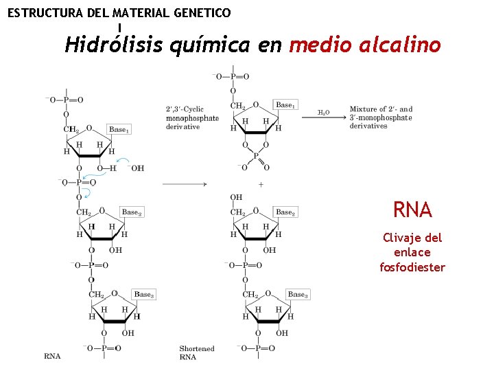 ESTRUCTURA DEL MATERIAL GENETICO I Hidrólisis química en medio alcalino RNA Clivaje del enlace