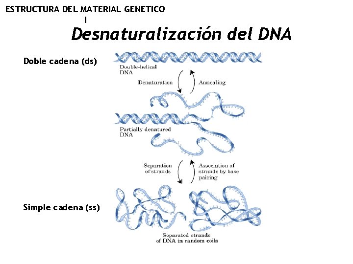 ESTRUCTURA DEL MATERIAL GENETICO I Desnaturalización del DNA Doble cadena (ds) Simple cadena (ss)