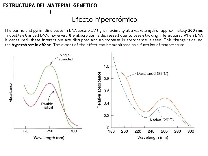 ESTRUCTURA DEL MATERIAL GENETICO I Efecto hipercrómico The purine and pyrimidine bases in DNA