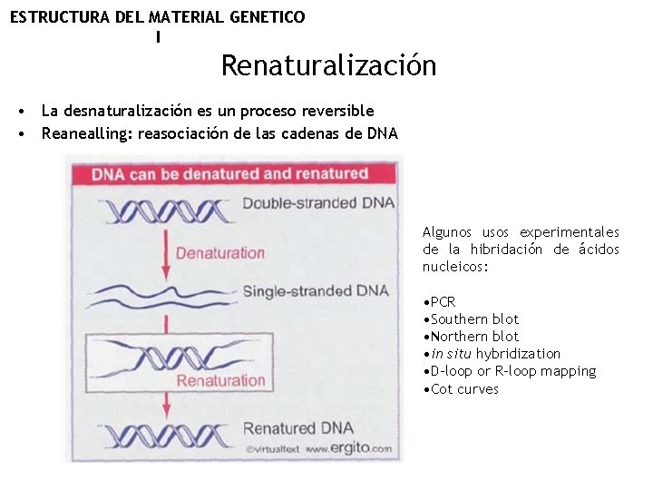 ESTRUCTURA DEL MATERIAL GENETICO I Renaturalización • La desnaturalización es un proceso reversible •