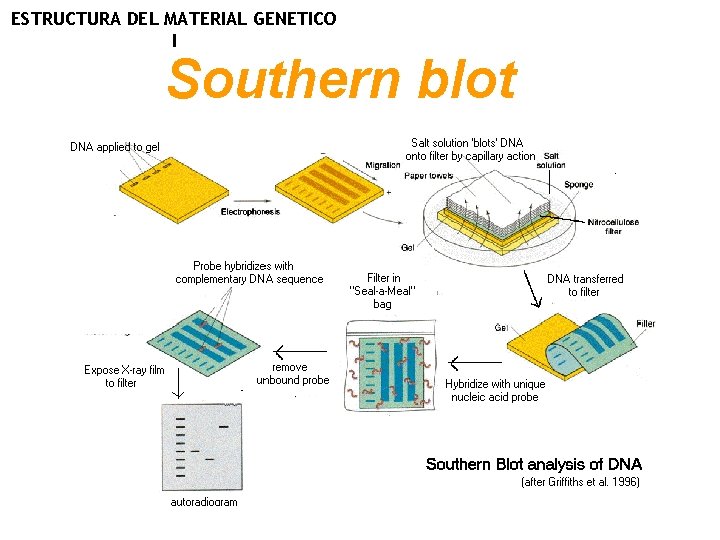 ESTRUCTURA DEL MATERIAL GENETICO I Southern blot 