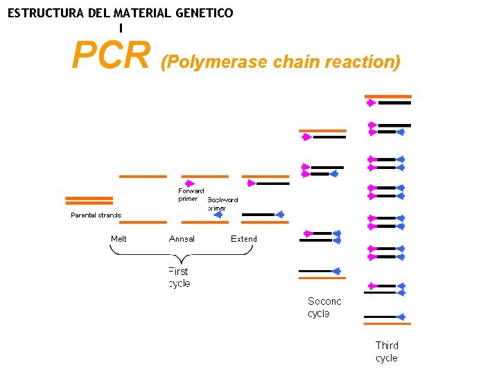 ESTRUCTURA DEL MATERIAL GENETICO I PCR (Polymerase chain reaction) 