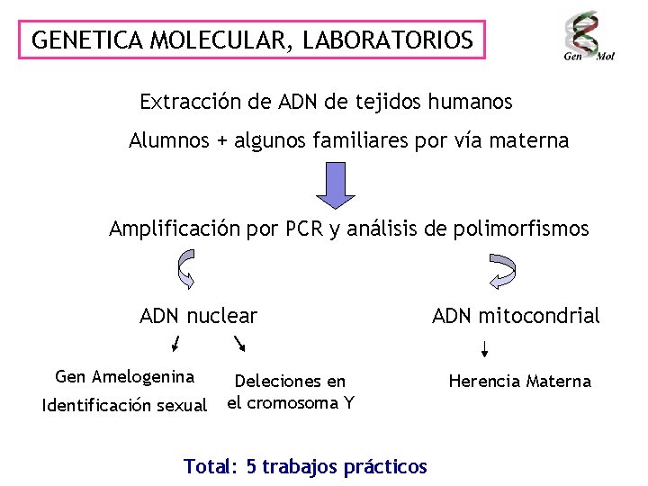 GENETICA MOLECULAR, LABORATORIOS Extracción de ADN de tejidos humanos Alumnos + algunos familiares por