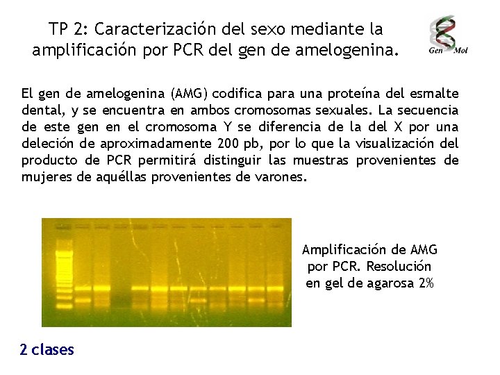 TP 2: Caracterización del sexo mediante la amplificación por PCR del gen de amelogenina.