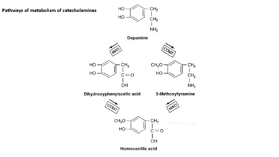 Pathways of metabolism of catecholamines 