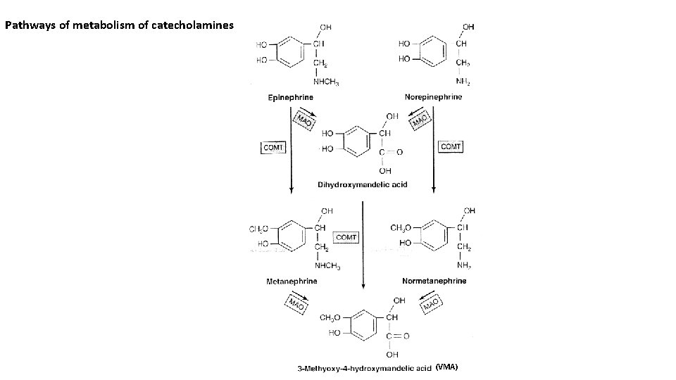 Pathways of metabolism of catecholamines (VMA) 