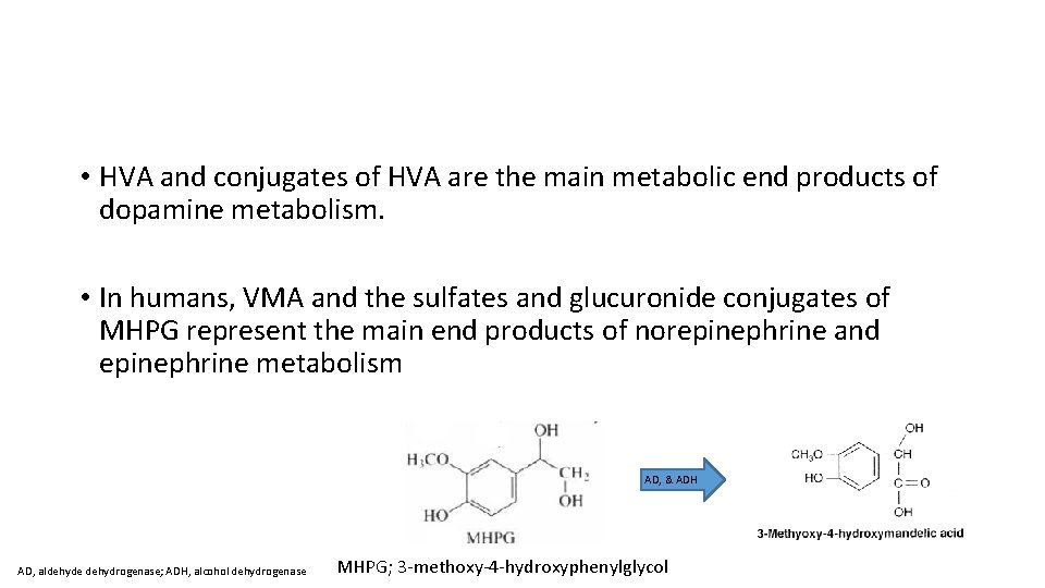  • HVA and conjugates of HVA are the main metabolic end products of