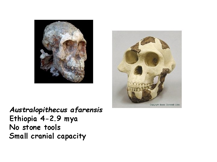 Australopithecus afarensis Ethiopia 4 -2. 9 mya No stone tools Small cranial capacity 