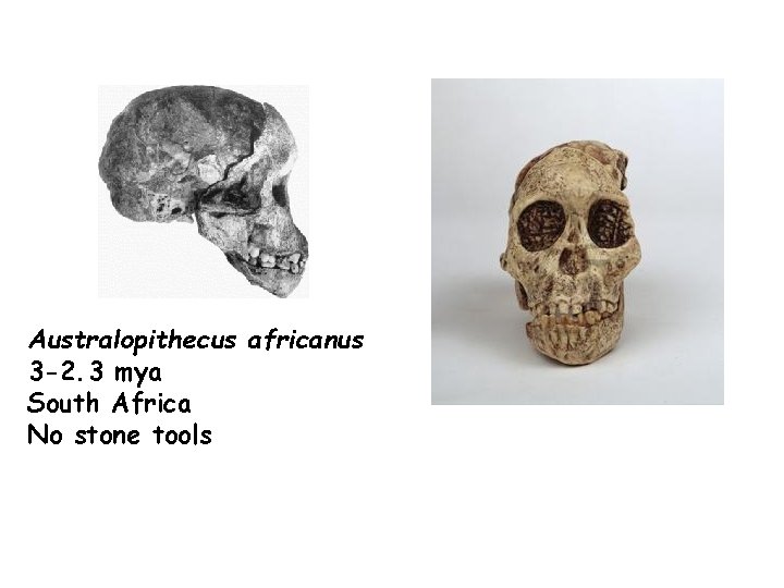 Australopithecus africanus 3 -2. 3 mya South Africa No stone tools 