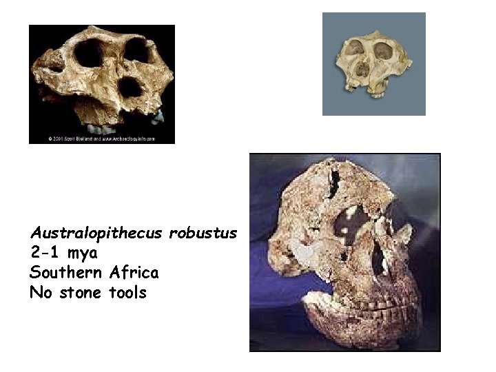 Australopithecus robustus 2 -1 mya Southern Africa No stone tools 