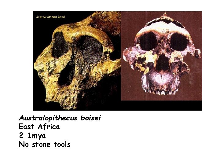 Australopithecus boisei East Africa 2 -1 mya No stone tools 