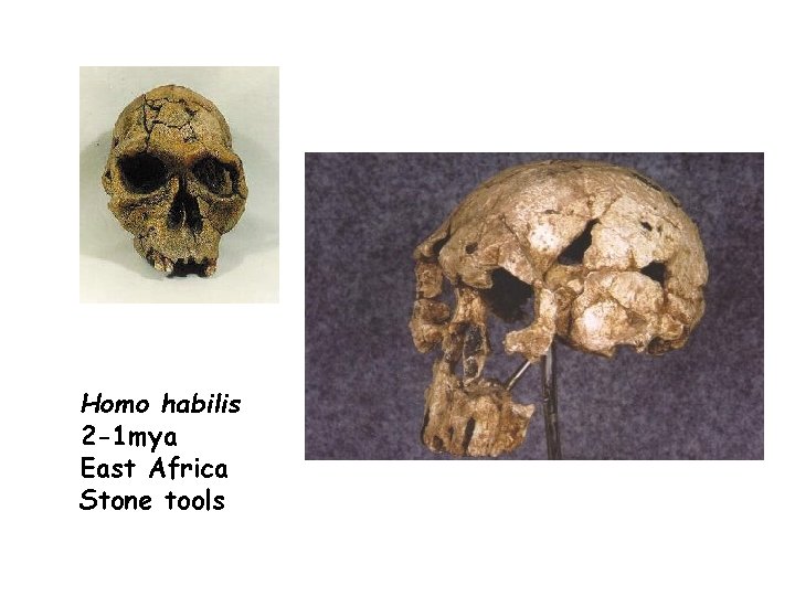 Homo habilis 2 -1 mya East Africa Stone tools 