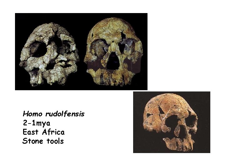 Homo rudolfensis 2 -1 mya East Africa Stone tools 