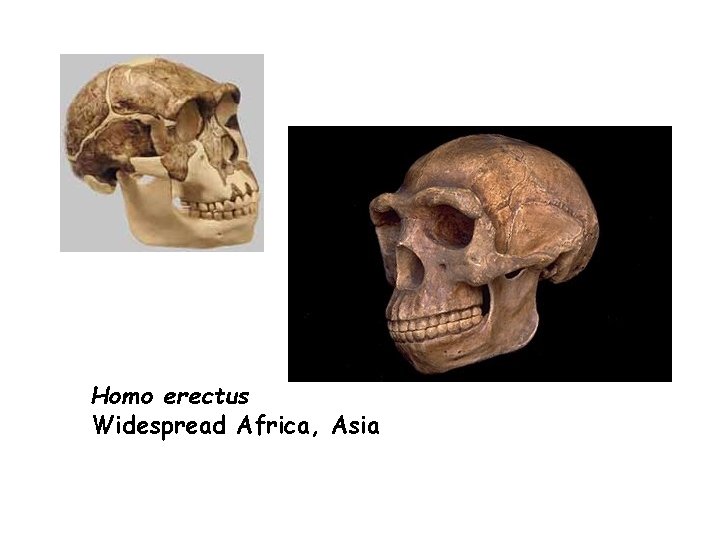 Homo erectus Widespread Africa, Asia 