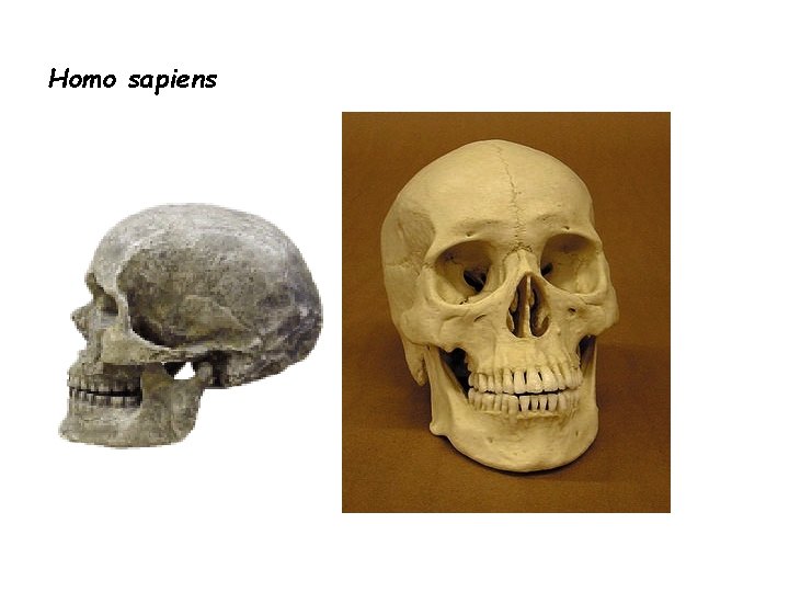 Homo sapiens 