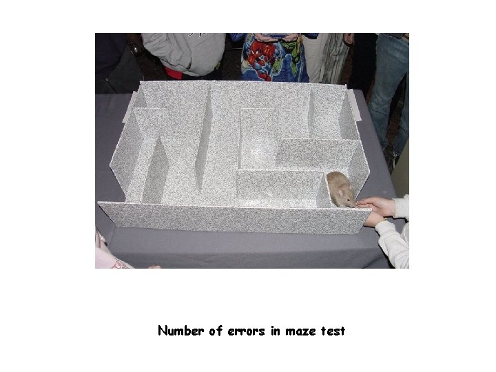 Number of errors in maze test 