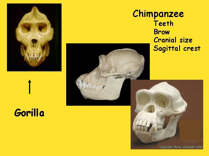 Chimpanzee Teeth Brow Cranial size Sagittal crest Gorilla 
