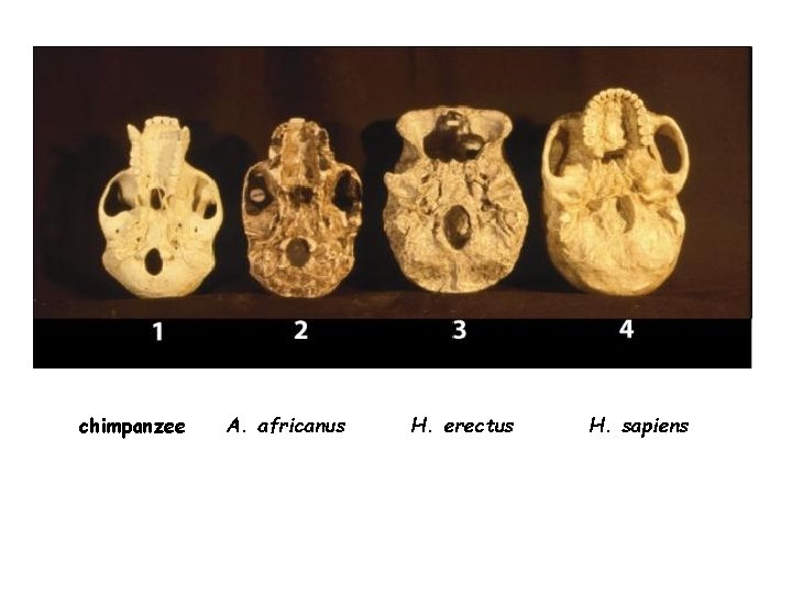 chimpanzee A. africanus H. erectus H. sapiens 