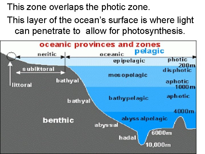 This zone overlaps the photic zone. This layer of the ocean’s surface is where