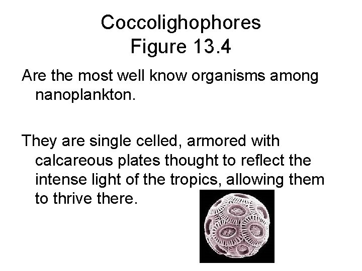 Coccolighophores Figure 13. 4 Are the most well know organisms among nanoplankton. They are