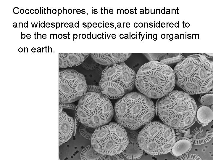 Coccolithophores, is the most abundant and widespread species, are considered to be the most