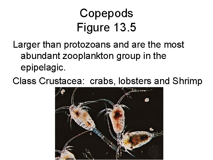 Copepods Figure 13. 5 Larger than protozoans and are the most abundant zooplankton group