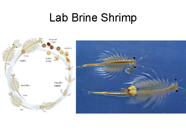 Lab Brine Shrimp 