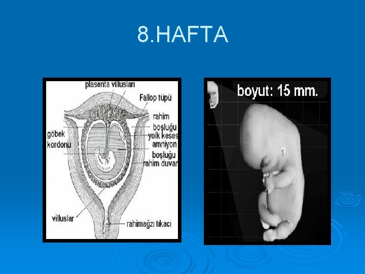 8. HAFTA 