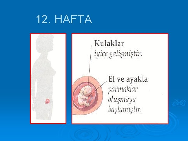 12. HAFTA 