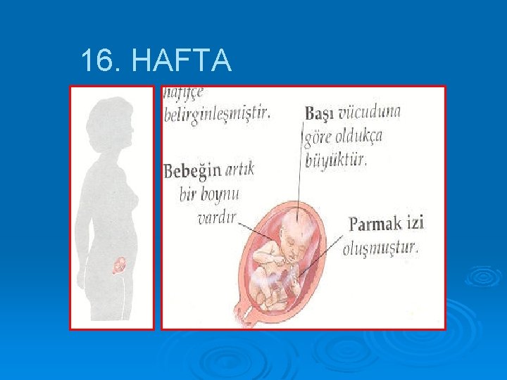 16. HAFTA 