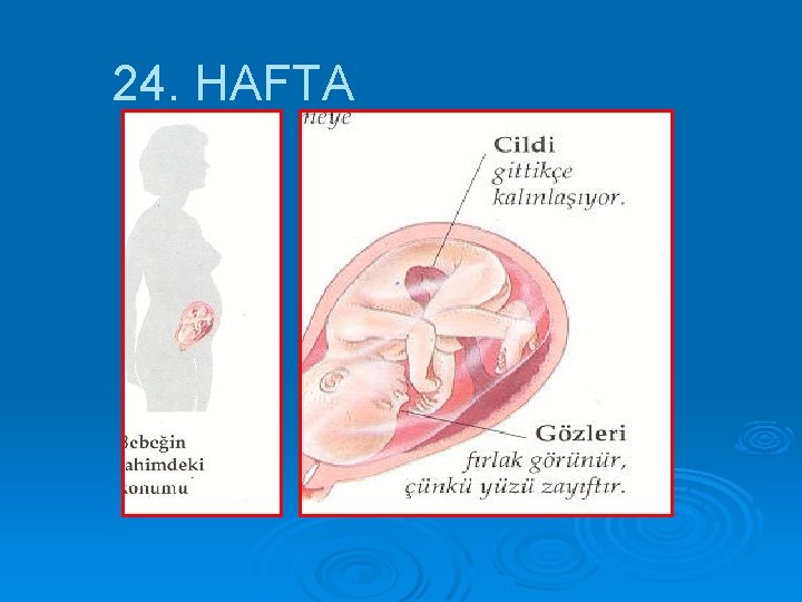 24. HAFTA 