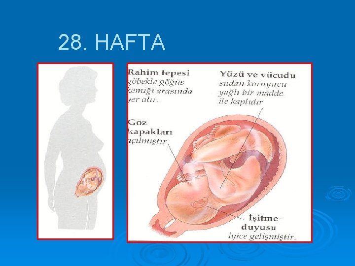 28. HAFTA 