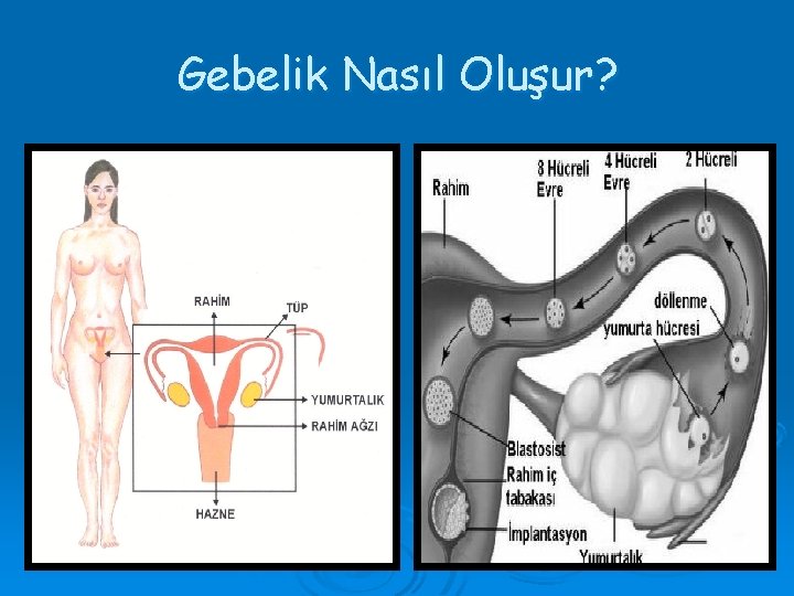 Gebelik Nasıl Oluşur? 