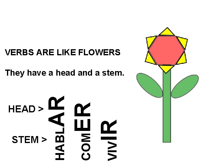 VERBS ARE LIKE FLOWERS STEM > HABL HEAD > AR COMER VIVIR They have