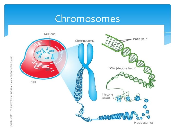 Chromosomes 