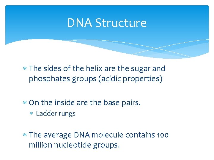DNA Structure The sides of the helix are the sugar and phosphates groups (acidic