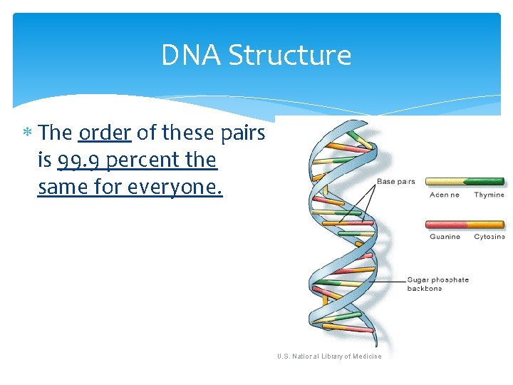 DNA Structure The order of these pairs is 99. 9 percent the same for