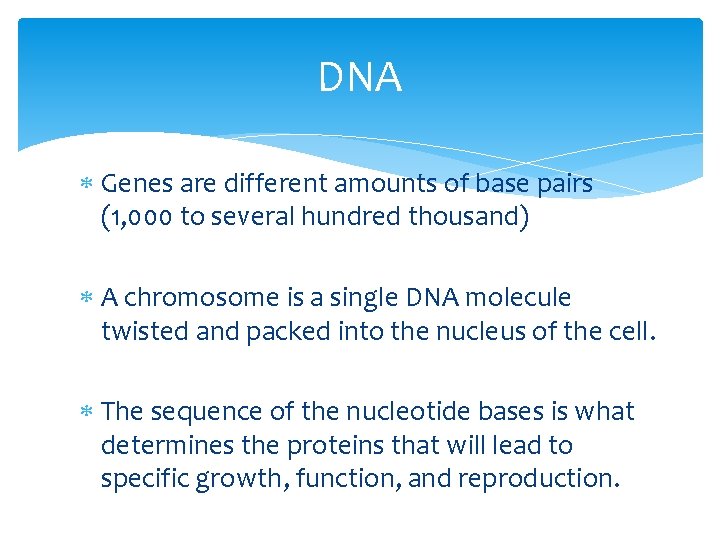 DNA Genes are different amounts of base pairs (1, 000 to several hundred thousand)