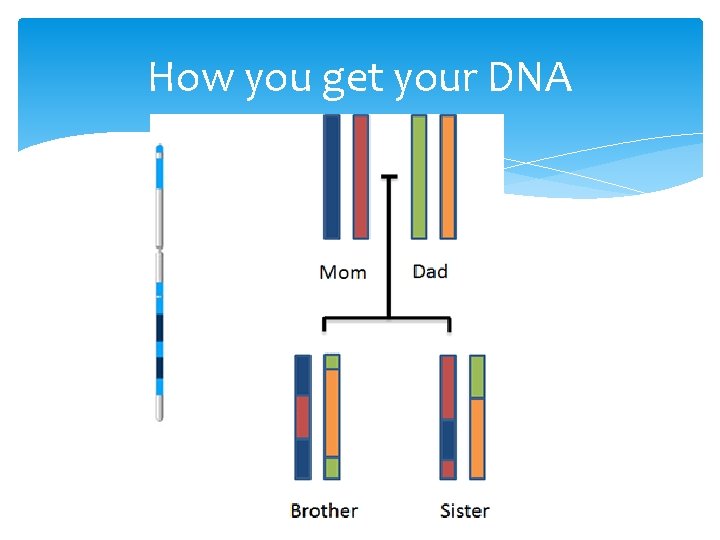 How you get your DNA 