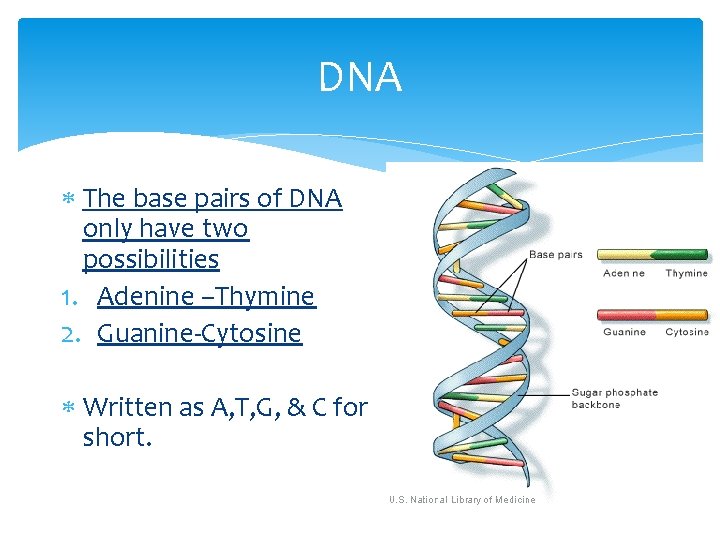 DNA The base pairs of DNA only have two possibilities 1. Adenine –Thymine 2.