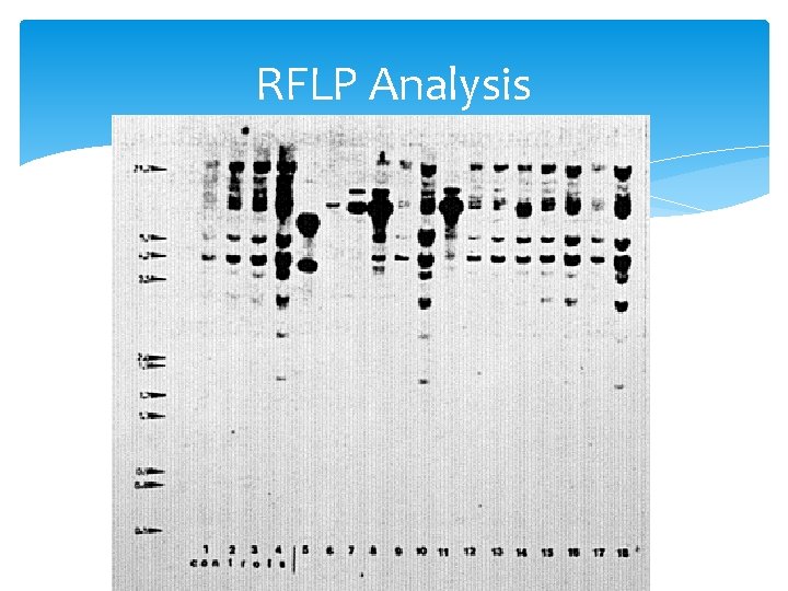 RFLP Analysis 