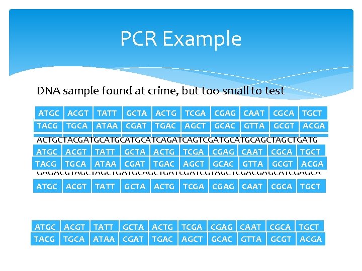 PCR Example DNA sample found at crime, but too small to test ATGC ACGT