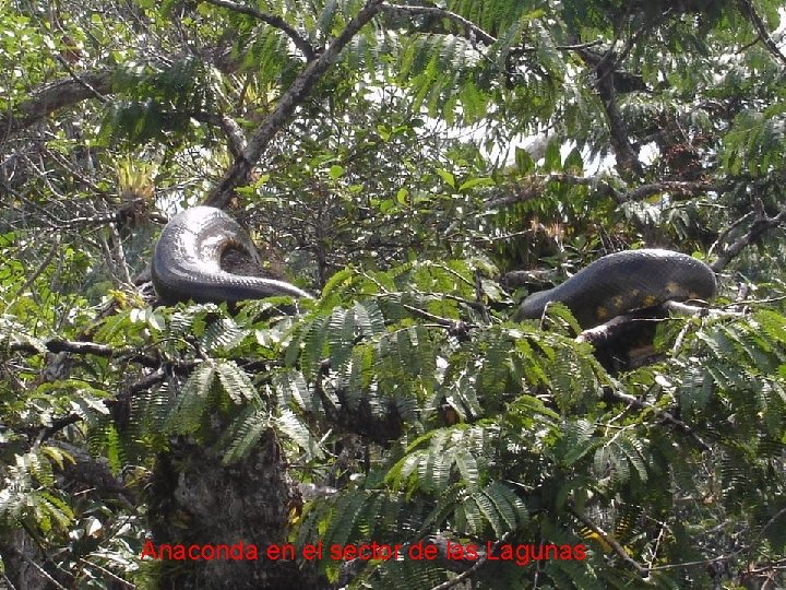 Anaconda en el sector de las Lagunas 
