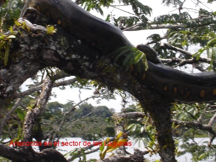 Anaconda en el sector de las Lagunas 