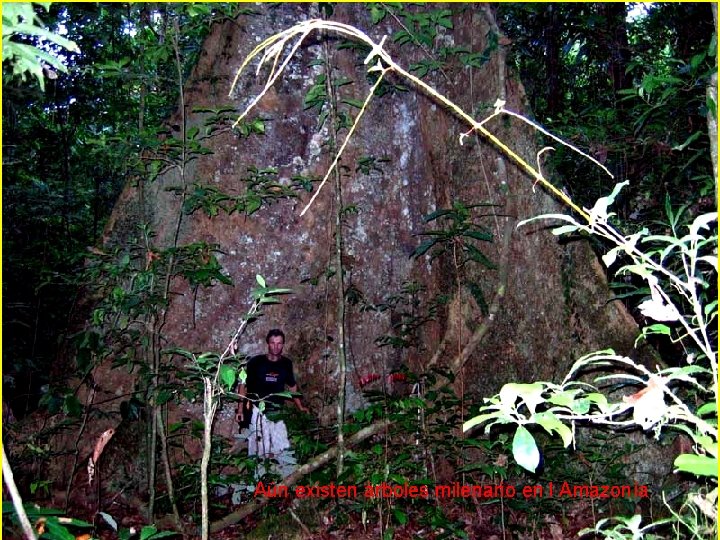 Aún existen árboles milenario en l Amazonía 