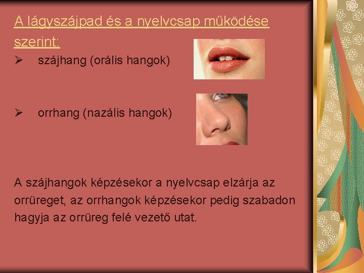 A lágyszájpad és a nyelvcsap működése szerint: Ø szájhang (orális hangok) Ø orrhang (nazális