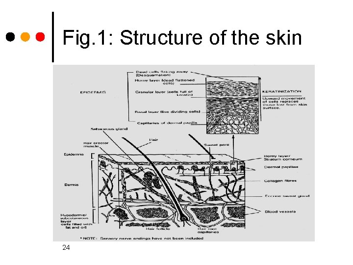 Fig. 1: Structure of the skin 24 