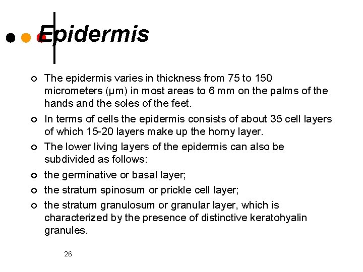 Epidermis ¢ ¢ ¢ The epidermis varies in thickness from 75 to 150 micrometers