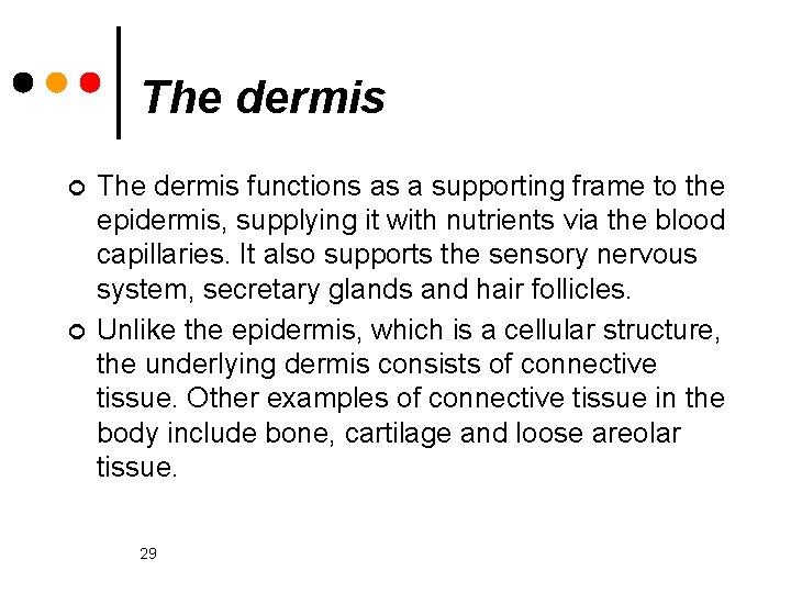 The dermis ¢ ¢ The dermis functions as a supporting frame to the epidermis,